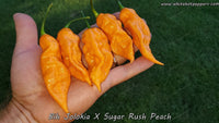 Bih Jolokia x Sugar Rush Peach - Pepper Seeds - White Hot Peppers
